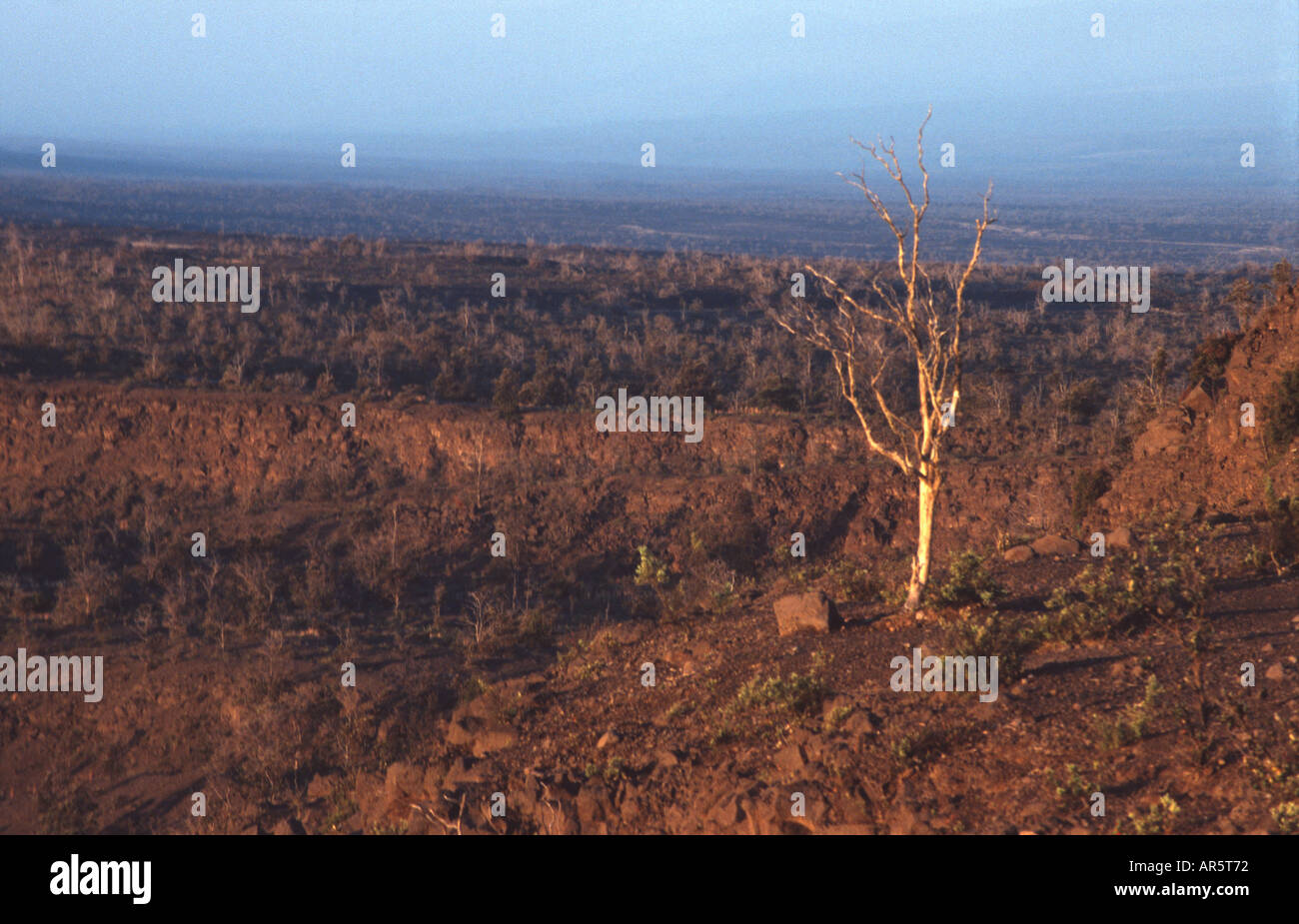 Arbre mort au bord du Kilauea Caldera au lever du soleil Banque D'Images