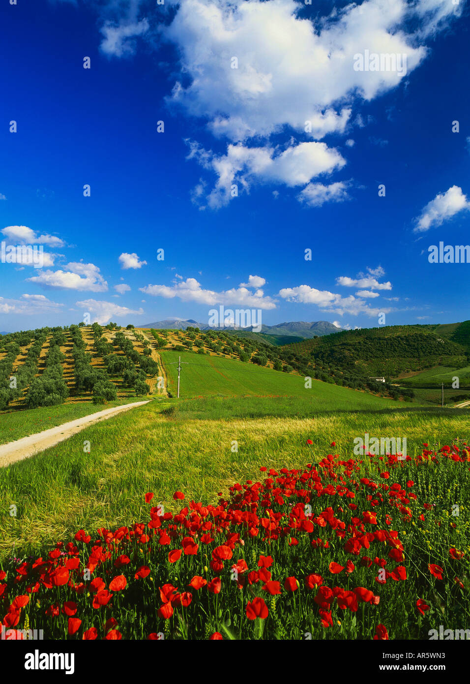 Des champs de pavot et d'oliviers, près de Alhama de Granada, Province de Grenade, Andalousie, Espagne Banque D'Images