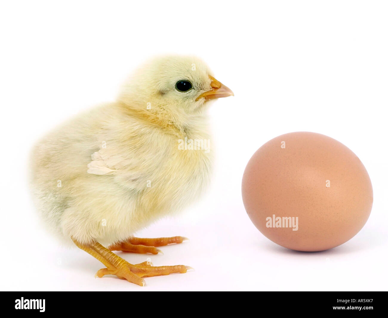 Poussin et oeuf - qui est venu en premier l'œuf ou la poule. Banque D'Images