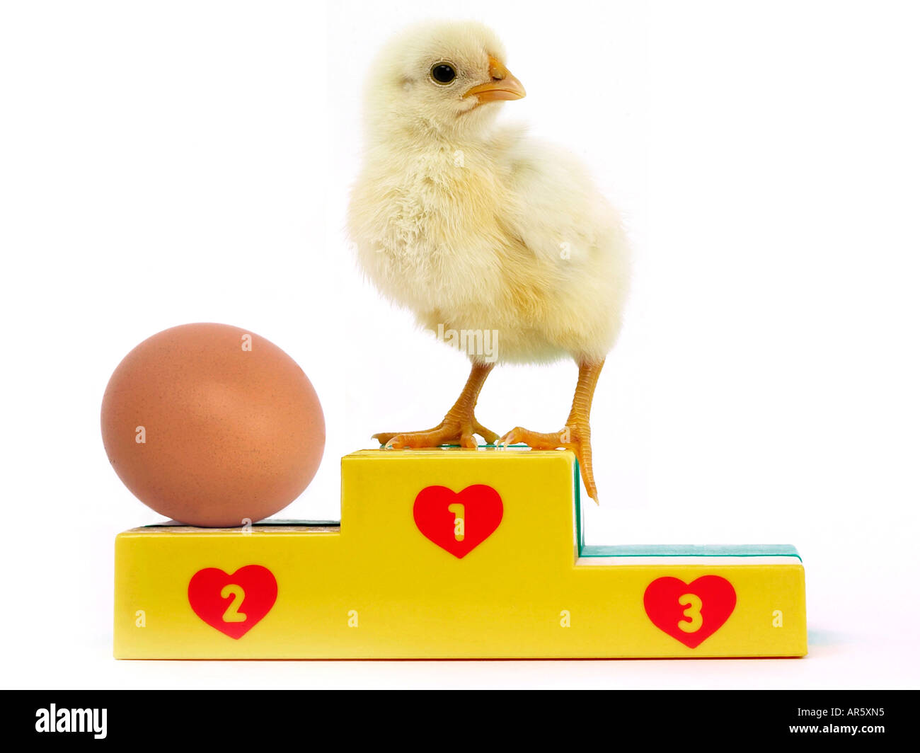 Des oeufs et des poussins sur un podium - qui est venu en premier l'œuf ou la poule. Banque D'Images