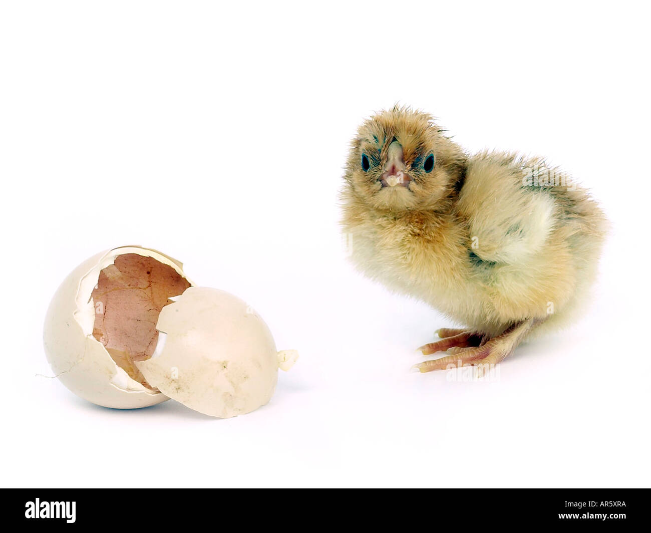 Naissance d'un poussin debout près de son oeuf. Banque D'Images