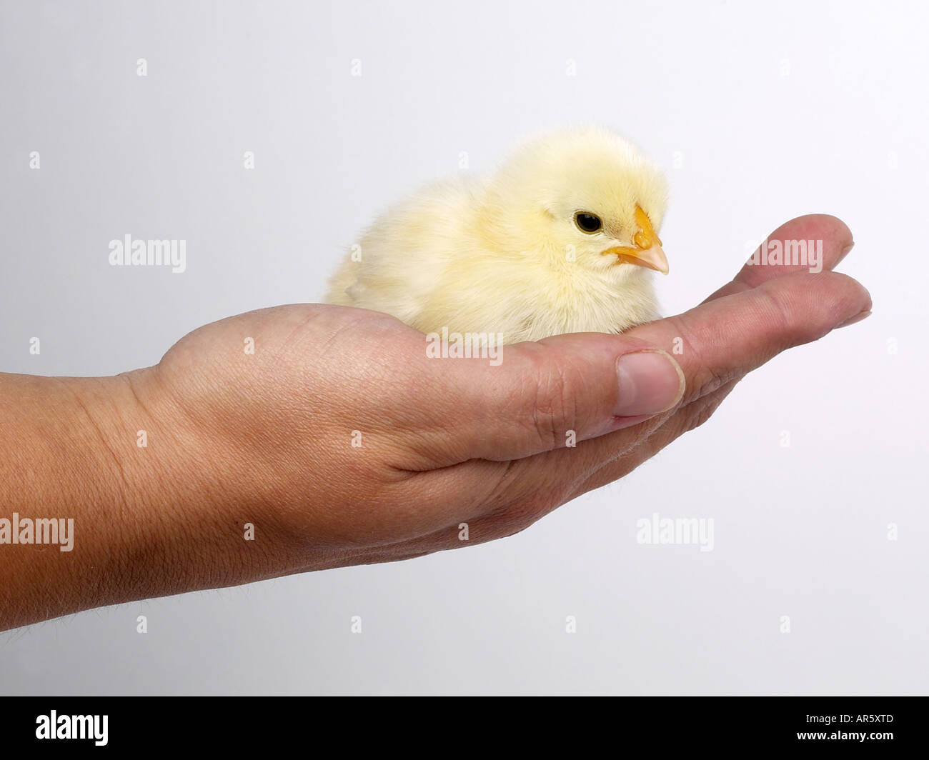 Un petit poussin jaune en cours - un oiseau dans la main. Banque D'Images