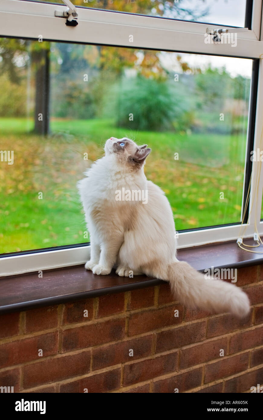 Un huit mois mâle Ragdoll cat pense à échapper [Premier d'une série de trois photos] Banque D'Images