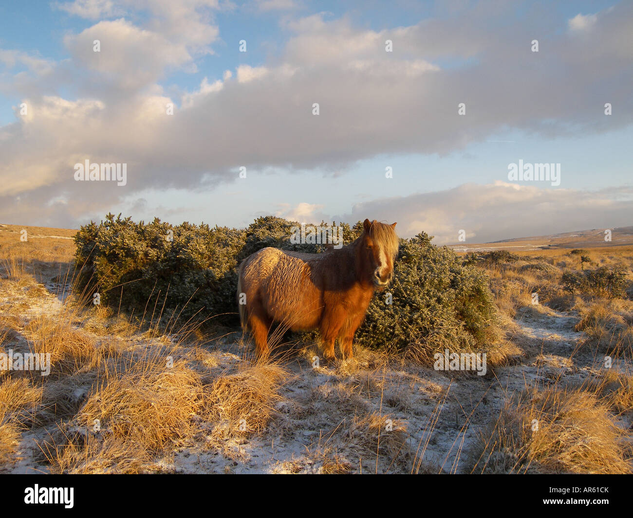 Poney Dartmoor cherche un abri contre le froid près de Princetown en Février Banque D'Images