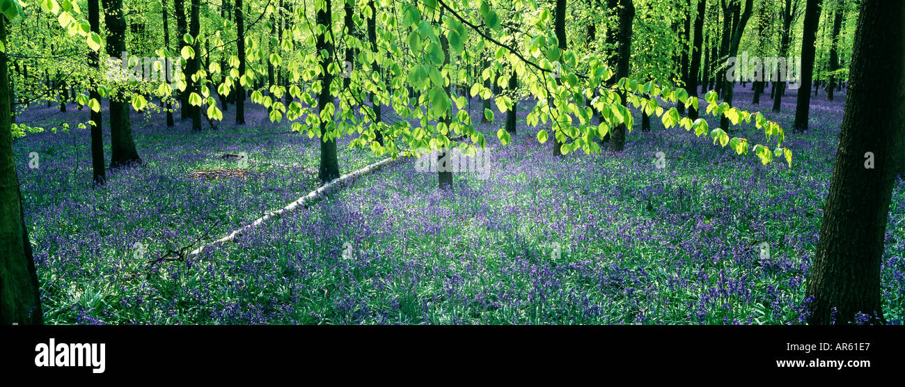 Bluebell wood Hertfordshire peut Banque D'Images