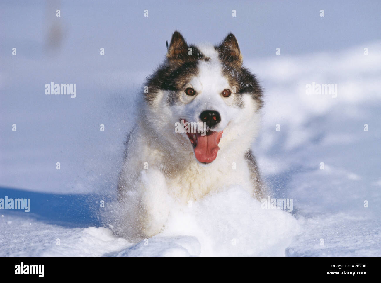 L'exécution de Husky dans la neige en Alaska Banque D'Images