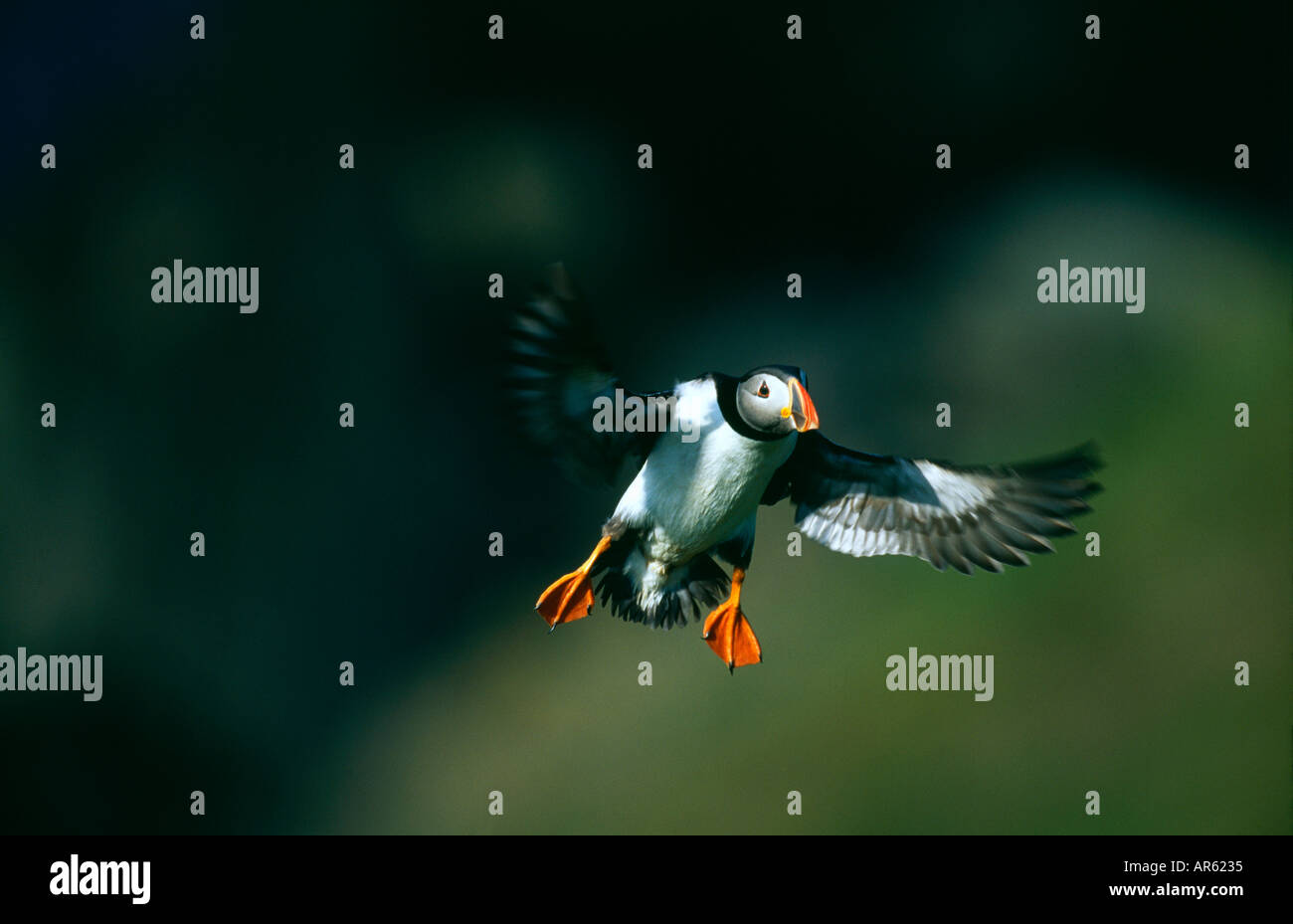 Macareux moine (Fratercula arctica) atterrissage sur falaise Juin Ecosse Shetland Banque D'Images