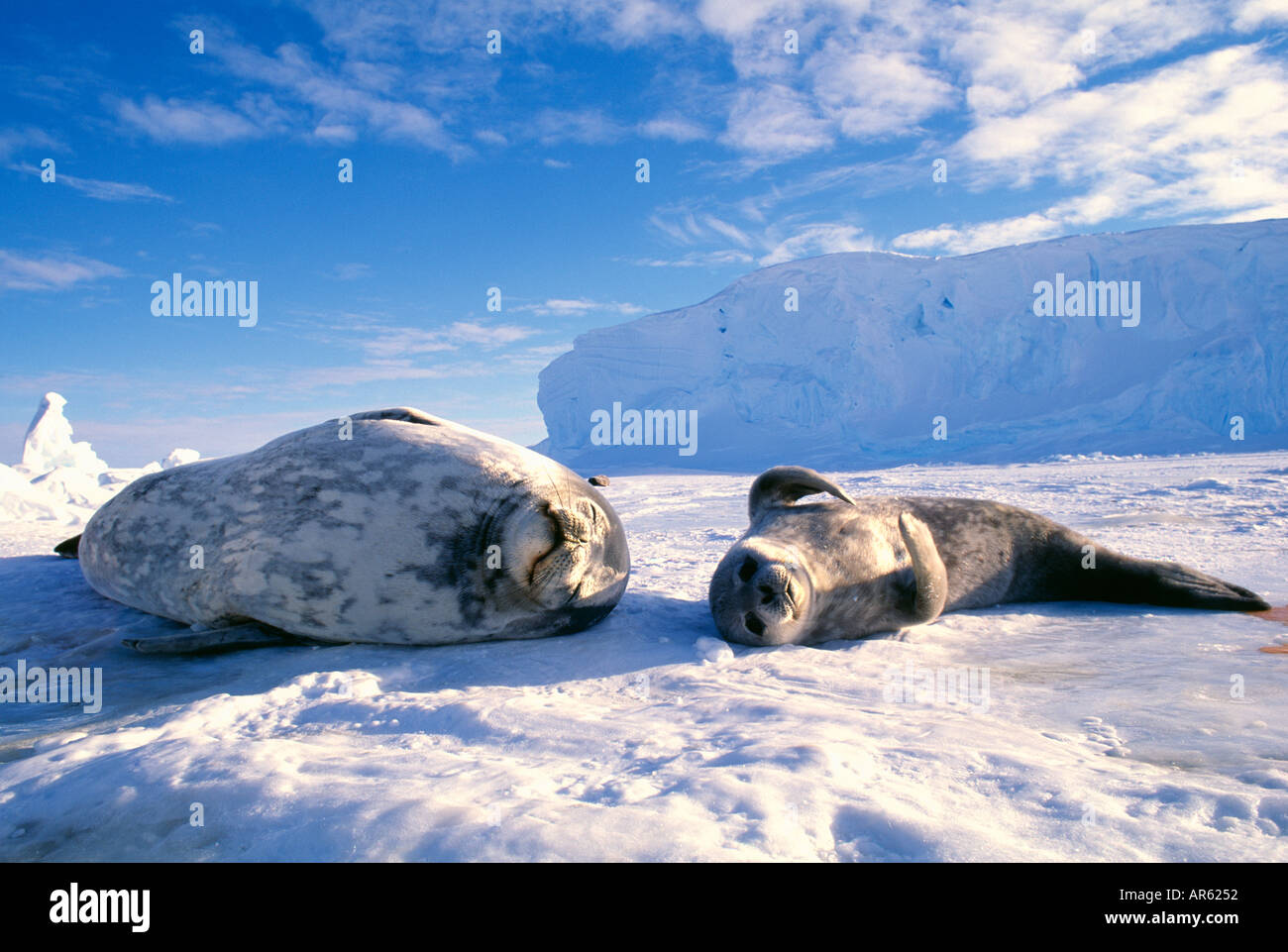 Phoque de Weddell Leptonychotes weddelli mère et pup sur la glace de mer de Weddell, l'Antarctique Octobre Banque D'Images