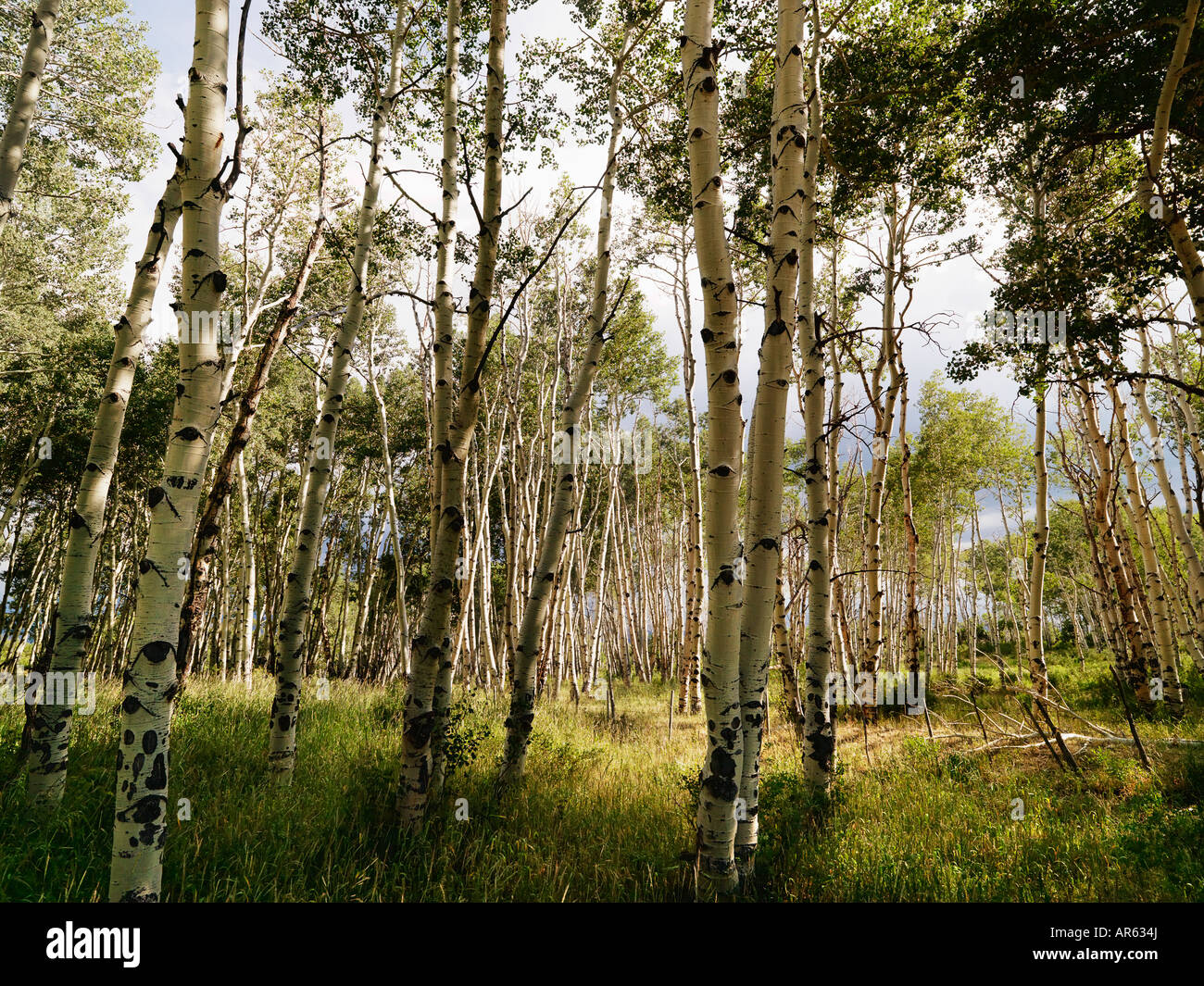 De plus en plus de grands arbres des forêts de trembles Banque D'Images