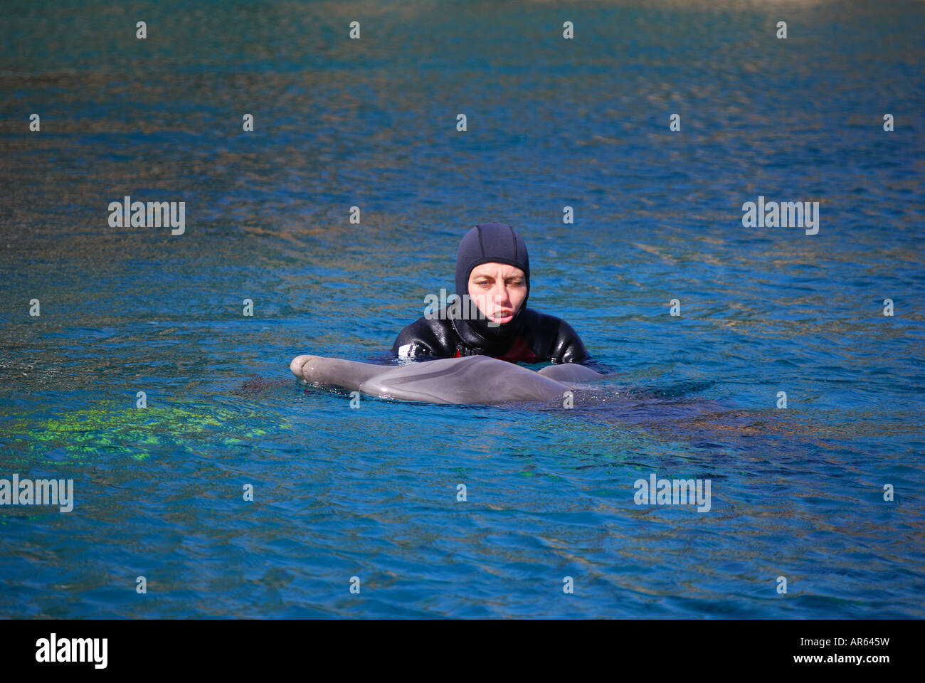 Nager avec les dauphins, Dolphin Reef, Eilat, Israël, District du Sud Banque D'Images