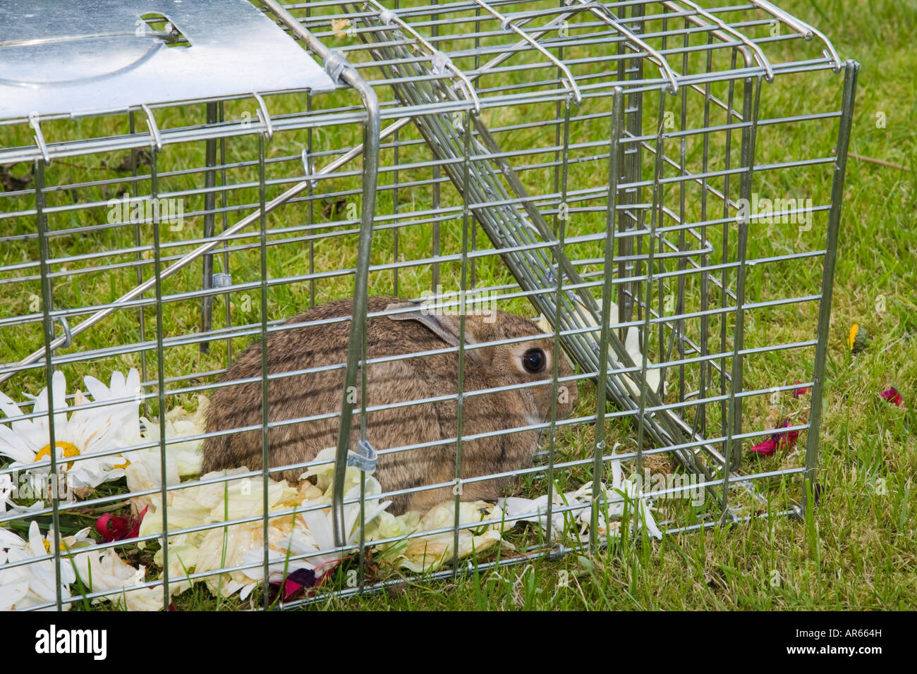 UK Septembre lapin sauvage pris au piège de métal sans cruauté en jardin  attirés par les fleurs et légumes comme appât Side Photo Stock - Alamy
