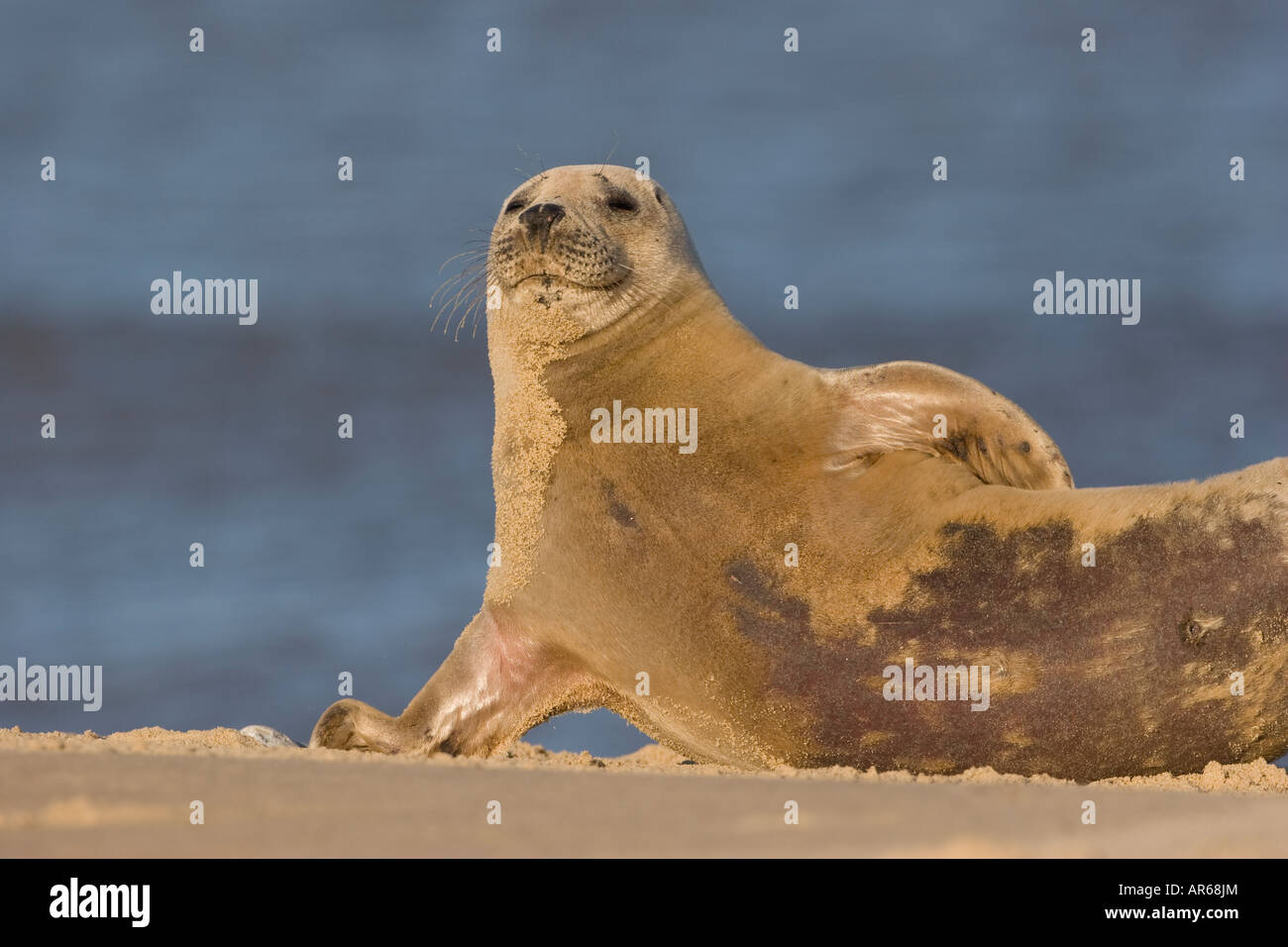 Phoque gris Halichoerus grypus étaiement jusqu'lui-même Banque D'Images