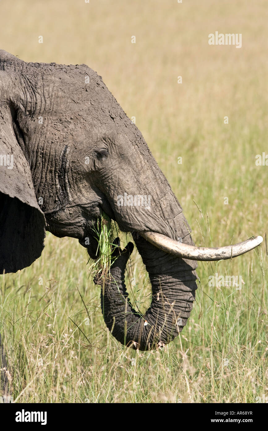 Éléphant adultes mangent de l'herbe sur le Masai Mara, Kenya Banque D'Images