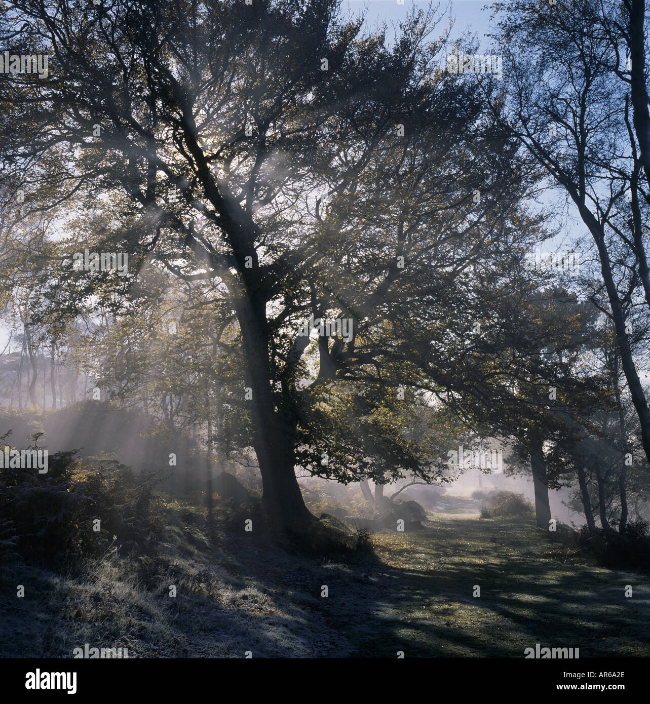 Le soleil qui rayonne à travers les arbres dans la brume dans la région de Greenwood sur l'Estate Longshaw Banque D'Images