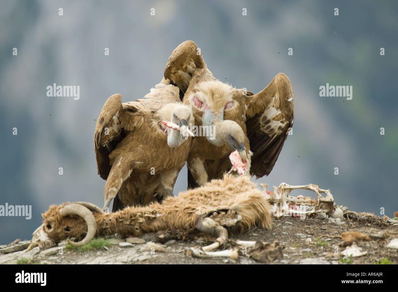 Deux vautours fauves (Gyps fulvus) en plus d'une carcasse de mouton mort, Parc National d'Ordesa, Espagne Banque D'Images