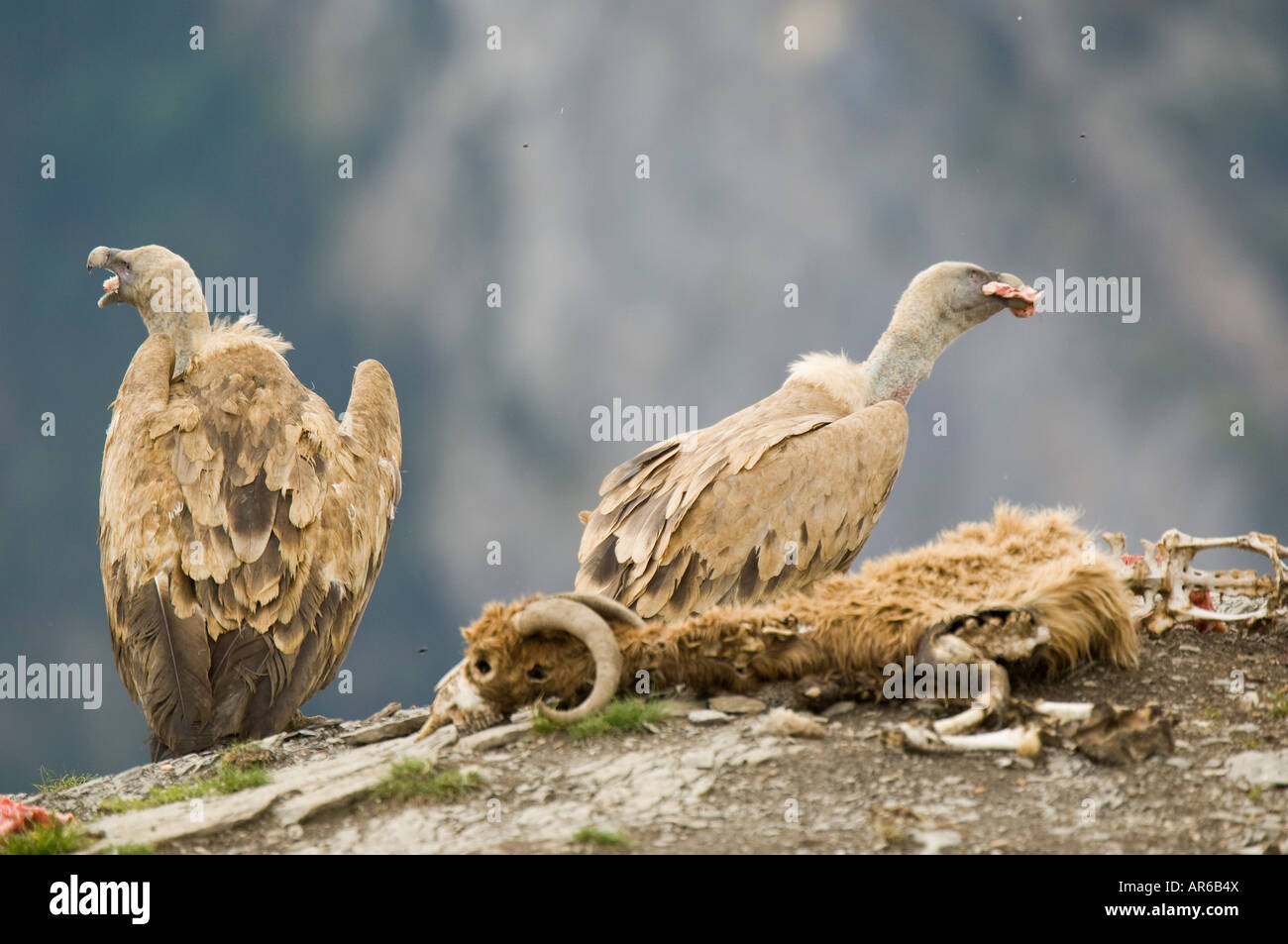 Deux vautours fauves (Gyps fulvus) en plus d'une carcasse de mouton mort, Parc National d'Ordesa, Espagne Banque D'Images