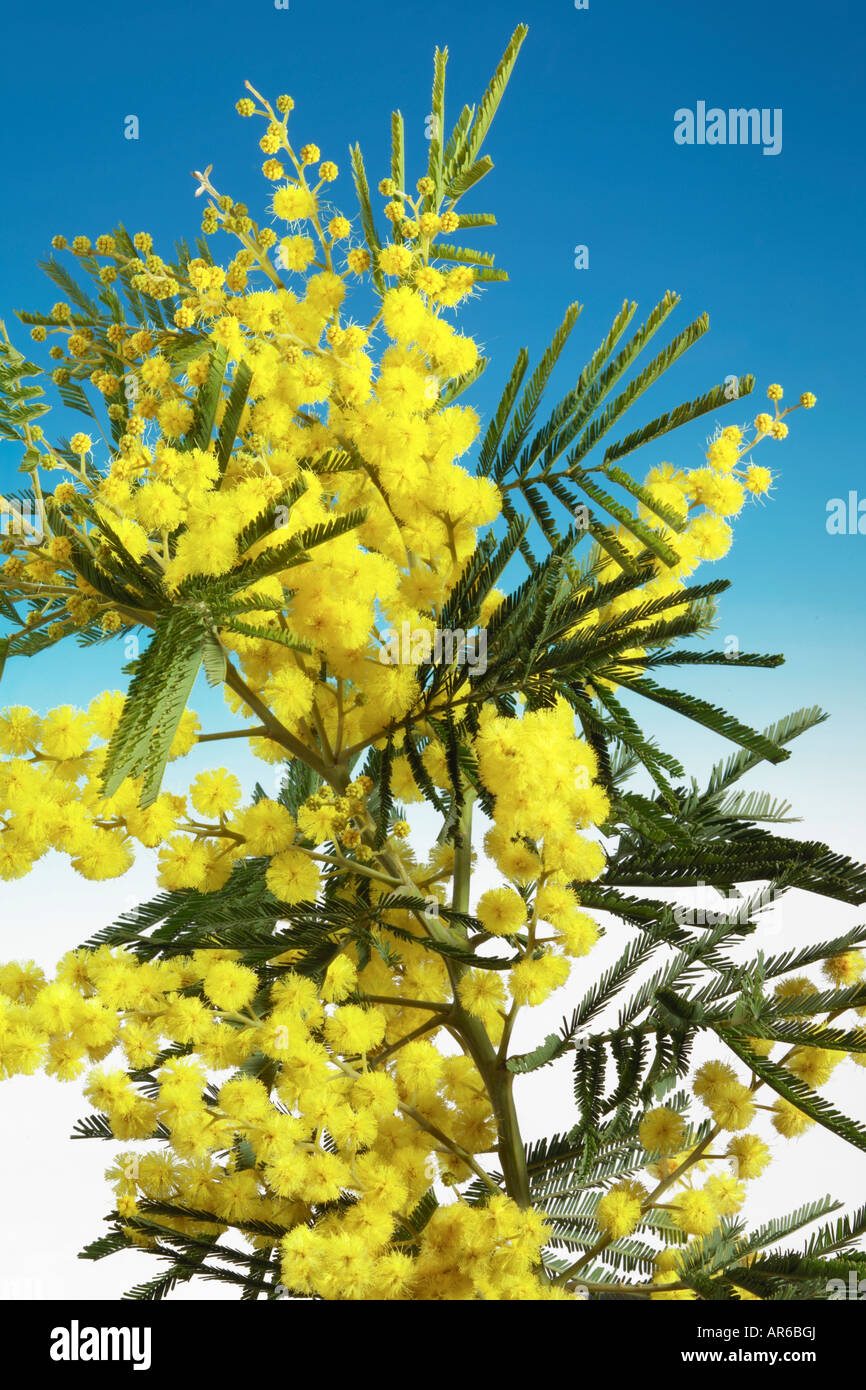 fleurs de Mimosa Banque D'Images