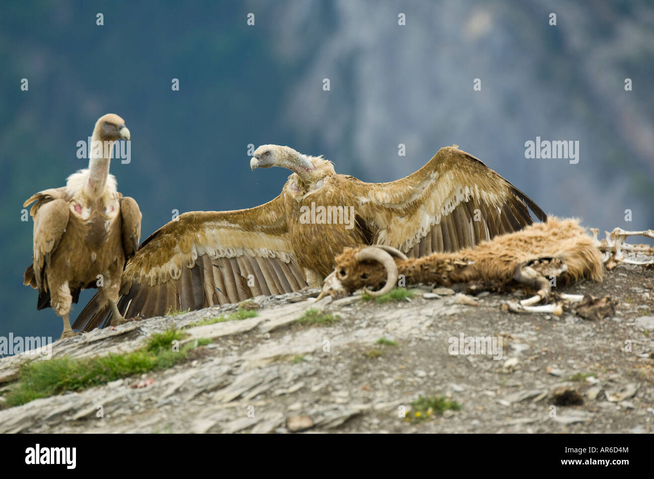 Plusieurs vautours fauves (Gyps fulvus) à la recherche d'une pièce de viande, en plus d'une carcasse de mouton mort, le parc d'Ordesa, Espagne Banque D'Images