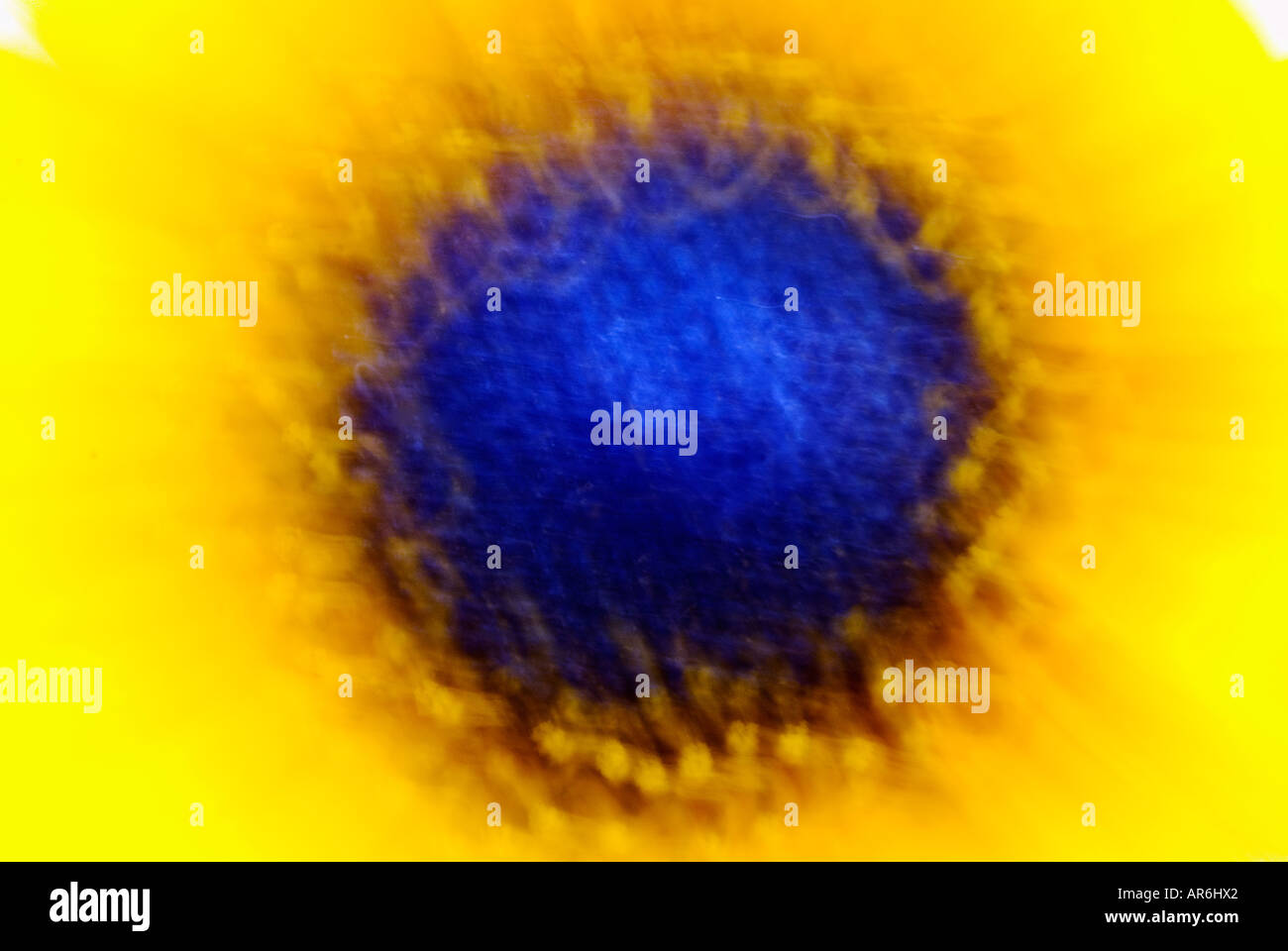 Nouveaux tournesols mexicains, ciels bleus et blancs nuages gonflés, Banque D'Images