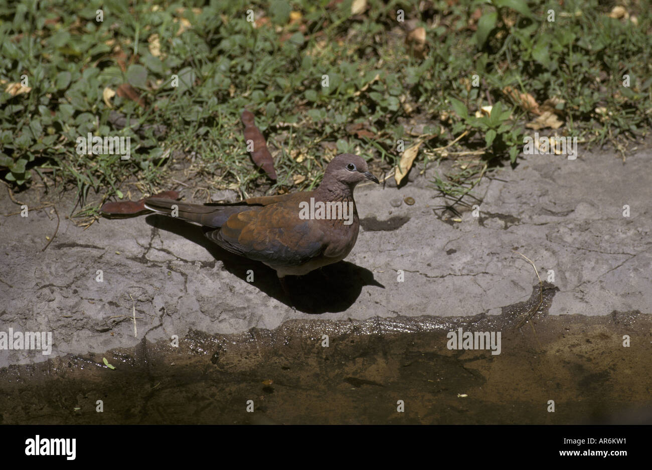 Laughing Dove Streptopelia senegalensis Afrique du Sud Banque D'Images