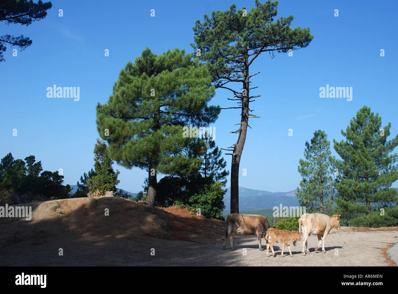 Quelques vaches sur street dans une forêt de pins au-dessus de l'île de Zonza Corse France Banque D'Images