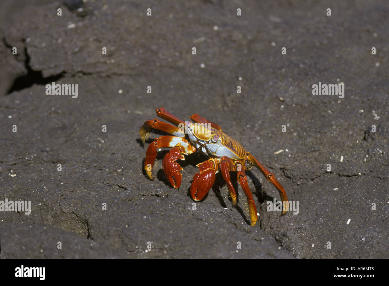 Sally Lightfoot Crab Galapagos Grapsus grapsus Banque D'Images