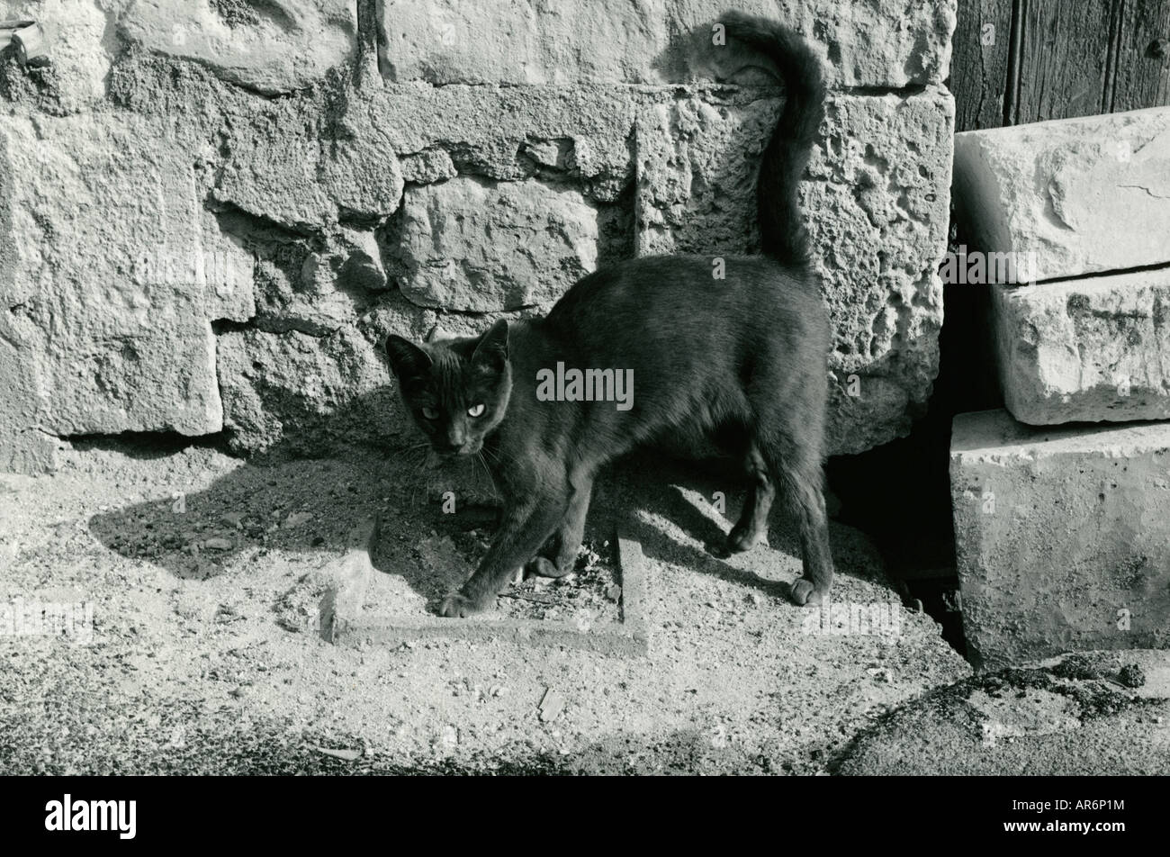 Lucky black cat. Banque D'Images