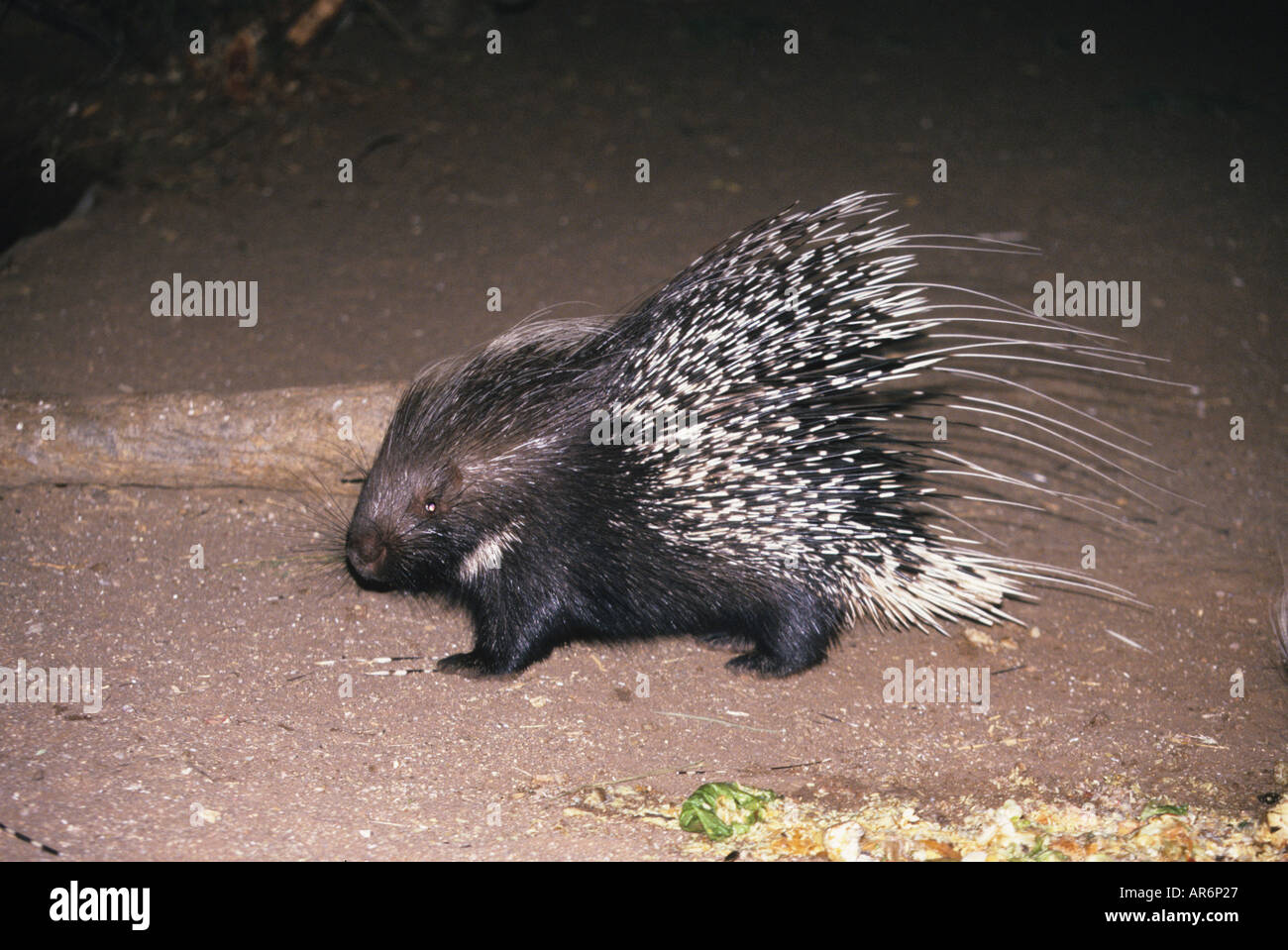 Le porc-épic Hystrix africaeustralis se nourrissent de résidus de table Namibie Banque D'Images