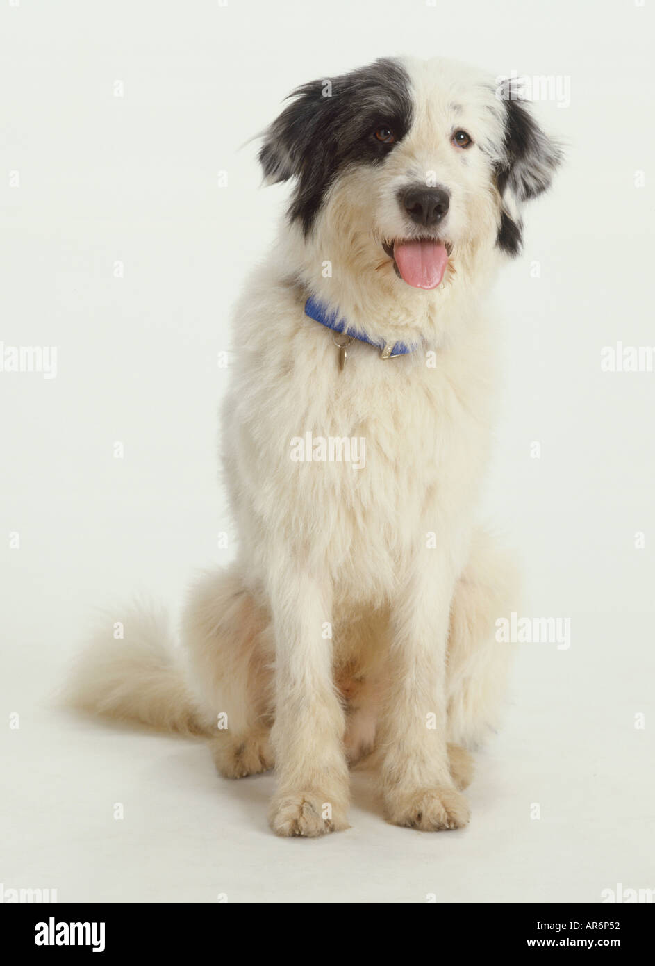 Mongrel Blanc Chien Assis Tache Noire Couvrant Un Oeil Et