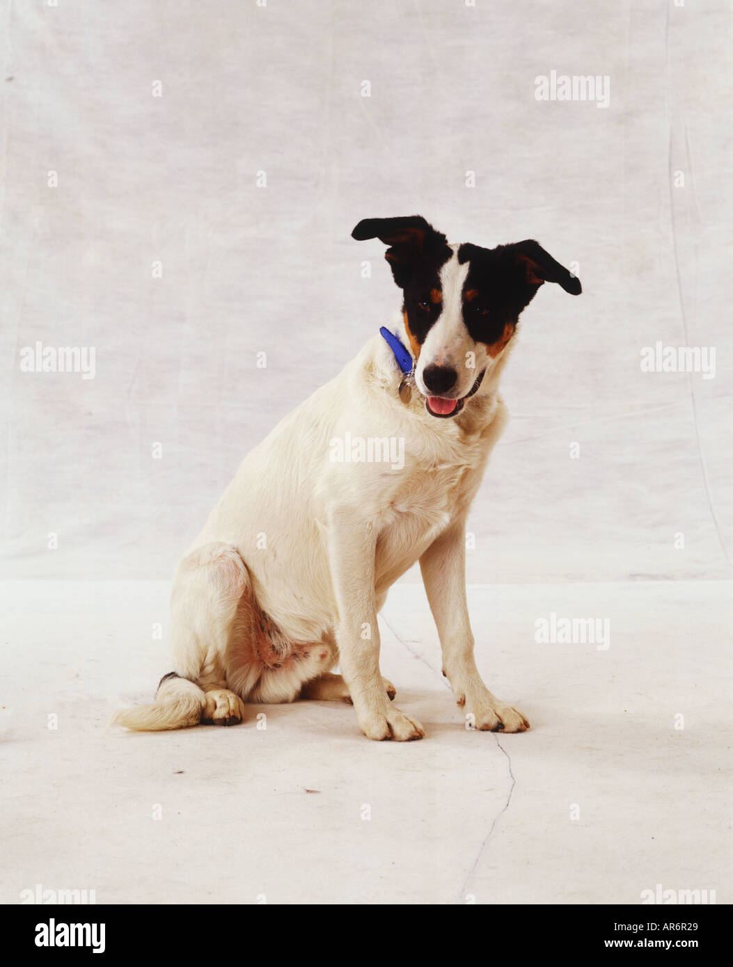 Petit Chien Blanc Avec Des Oreilles Et Des Yeux Noir Assis