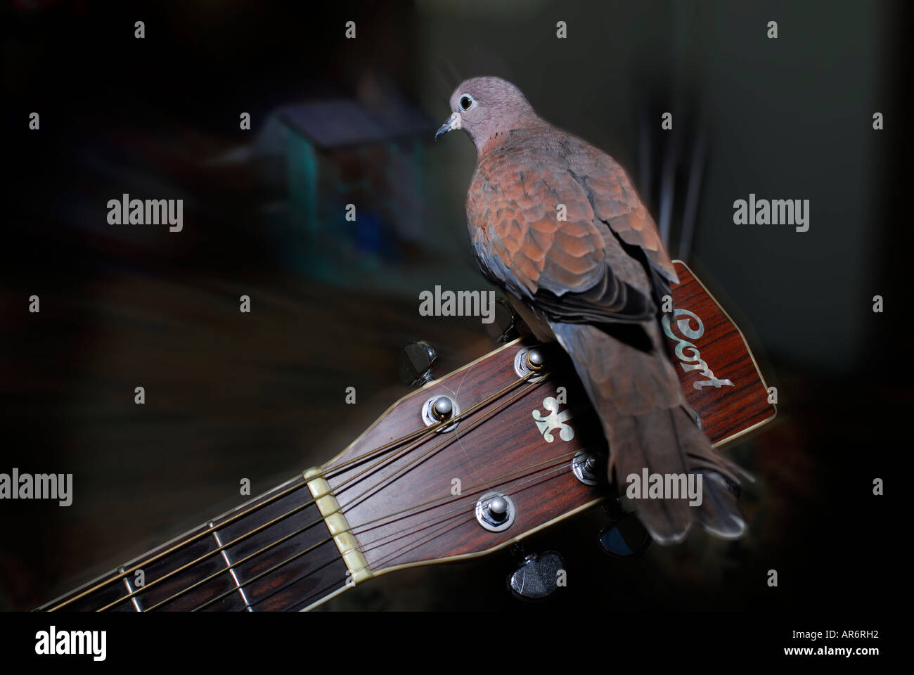 Colombe symbole de la copie de 1969 du festival de musique de Woodstock Banque D'Images