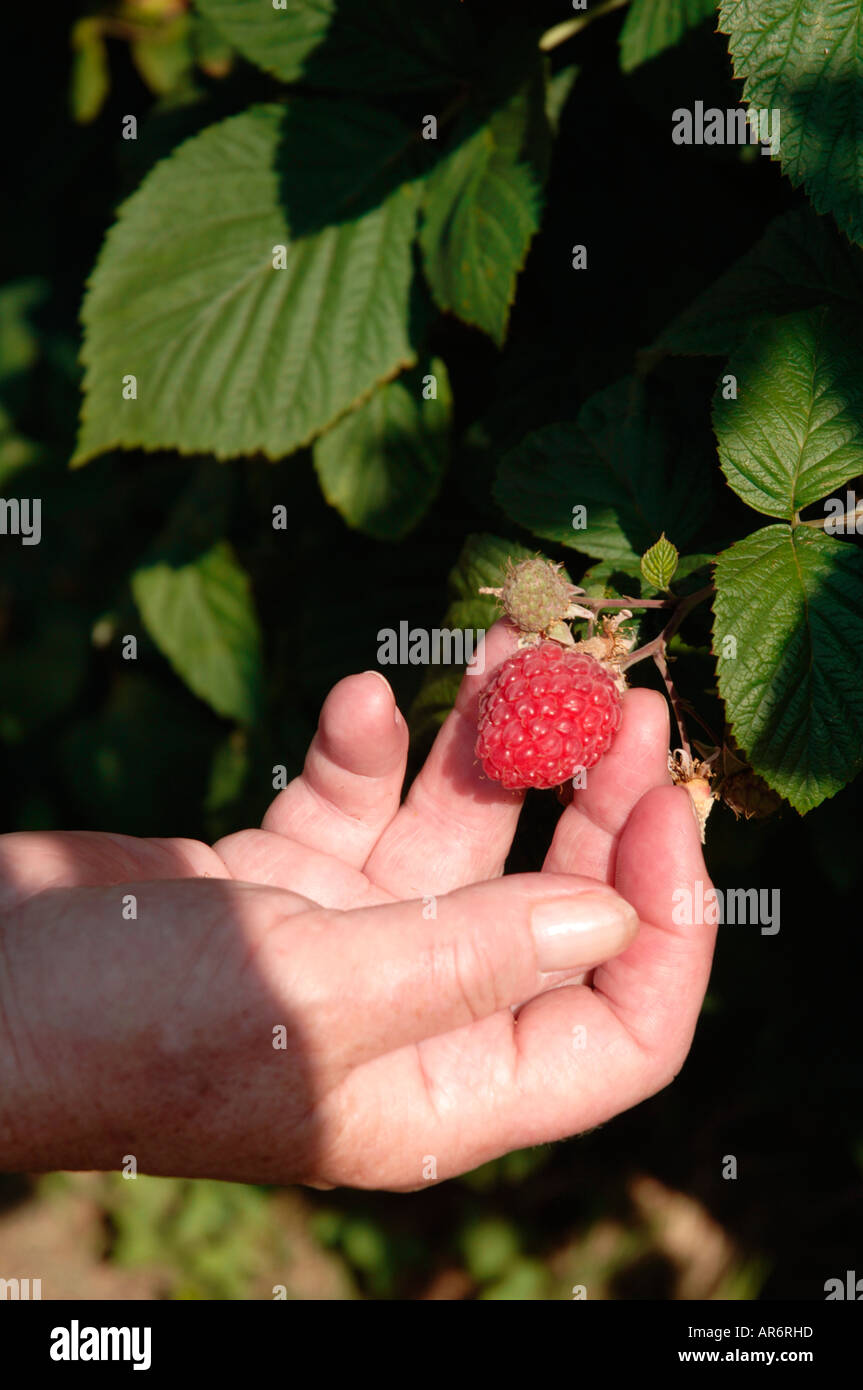 Woman picking framboises sur Choisissez votre propre ferme Wiltshire, UK Banque D'Images