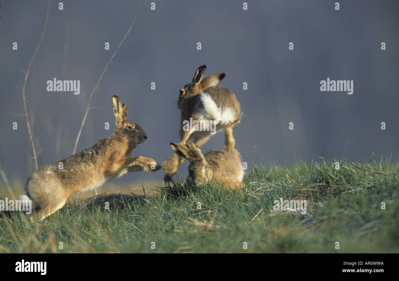 European field hare, Feldhase, Lepus europaeus, Europe Centrale Banque D'Images