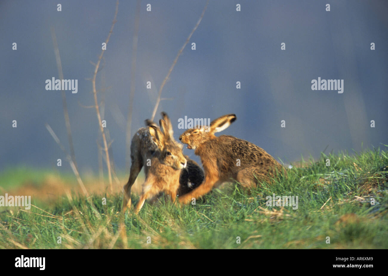 Lièvre européen, Feldhase, Lepus europaeus, Europe, Europa Banque D'Images