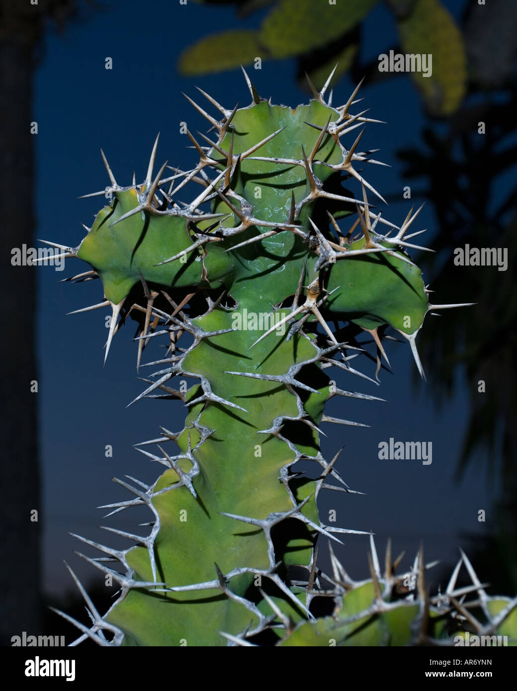 Cactus en forme de croix Banque D'Images