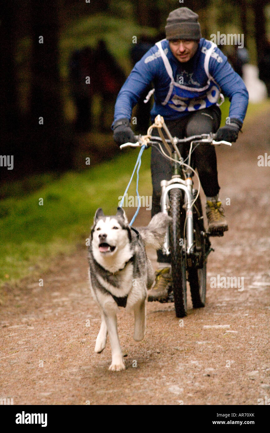 L'Ecosse Sport de chien chiens husky Bikejoring man on mountain bike le long d'être tiré par un chien husky dans Ae Forest UK Banque D'Images