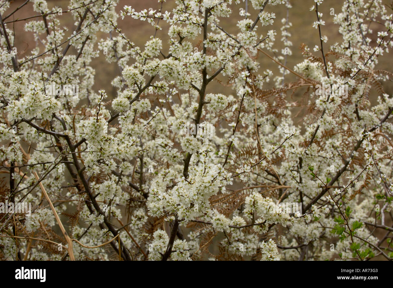 Prunellier Prunus spinosa Blossom Banque D'Images