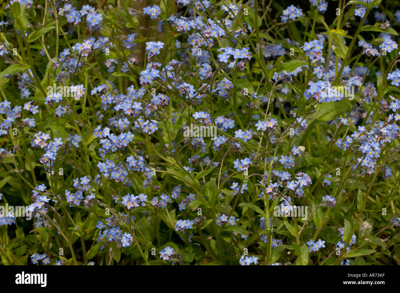 Ne m'oubliez pas Myosotis palustris Banque D'Images
