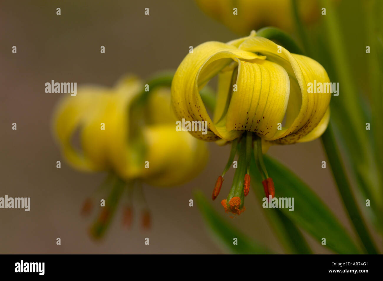 Lily pyrénéenne Lillium pyrenaicum photographié dans les Pyrénées France Banque D'Images