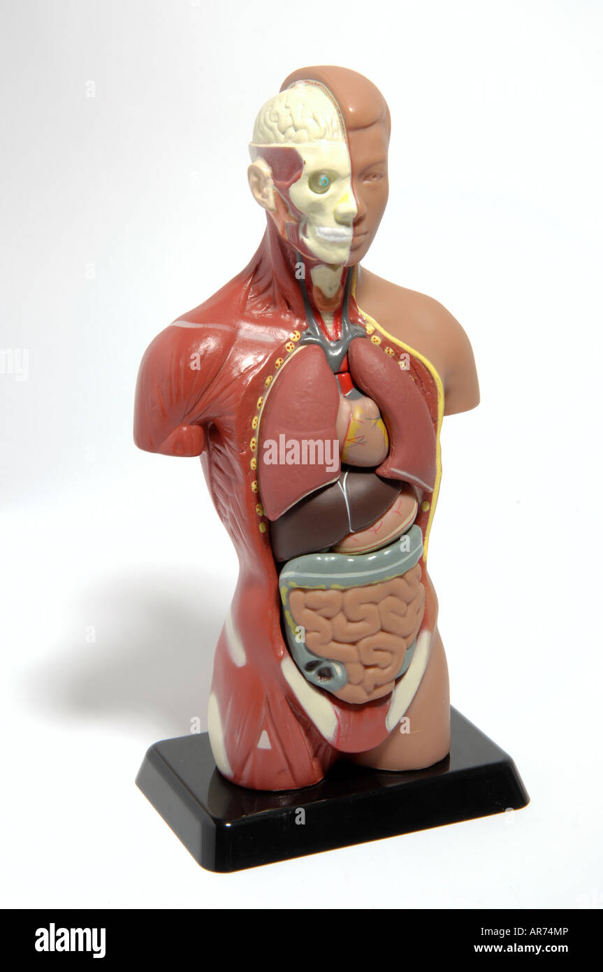 Human Anatomy model Banque D'Images
