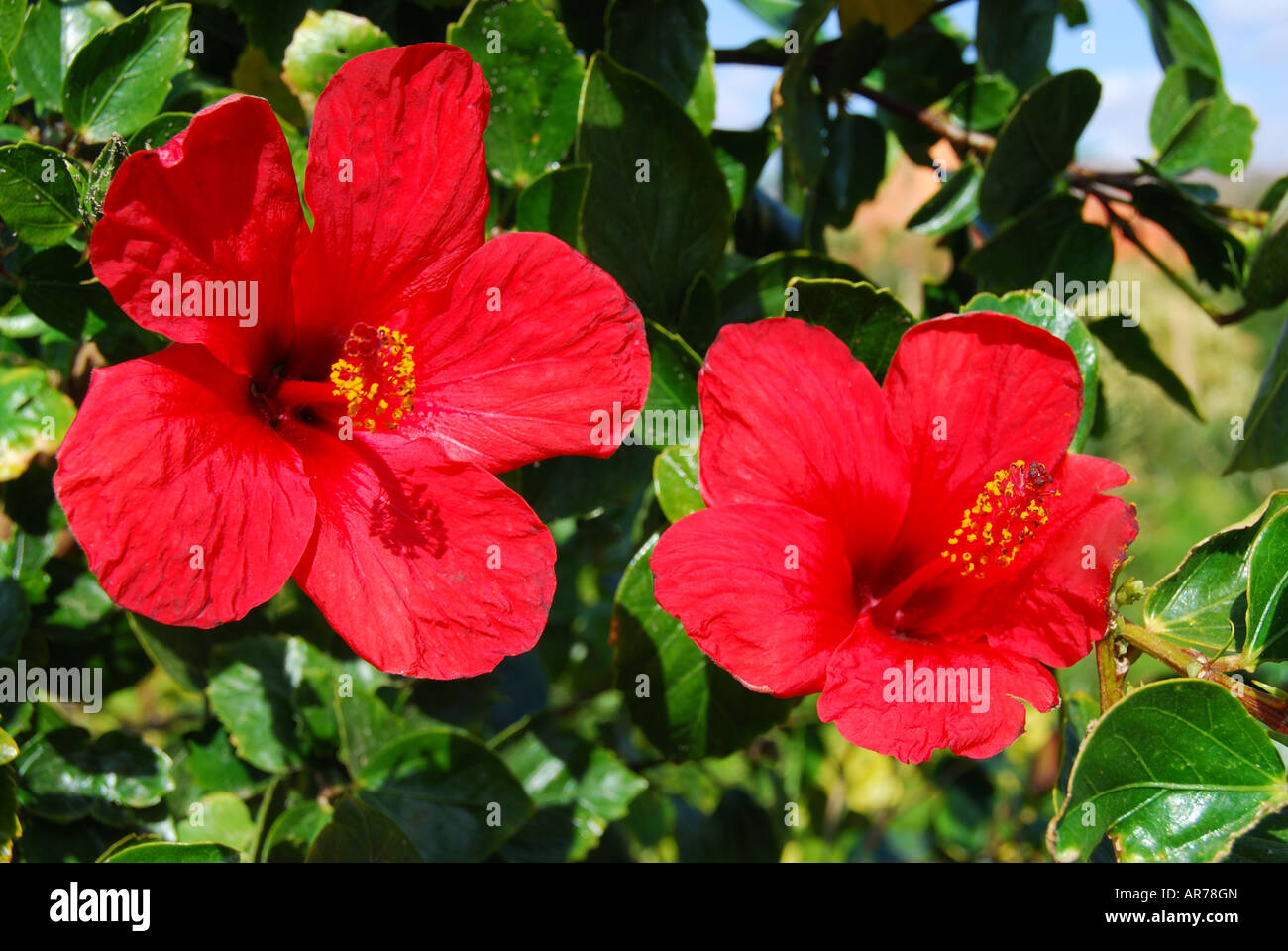 Fleurs d'Hibiscus rouge, Taba Heights, péninsule du Sinaï, Égypte Banque D'Images