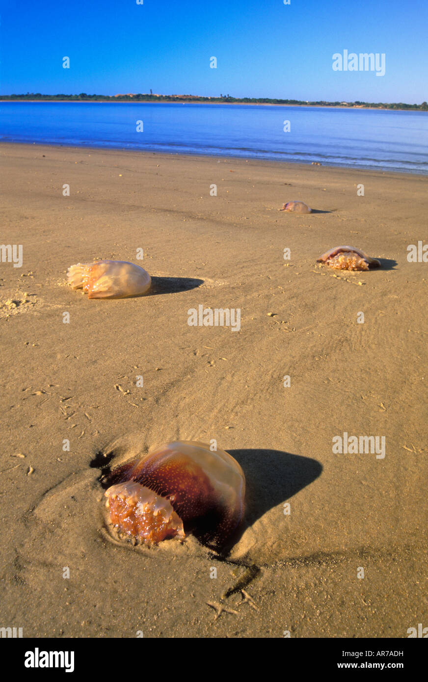 Les Méduses morts laissés sur la plage à marée basse à Smyrna Dunes Park comté de Volusia en Floride Banque D'Images