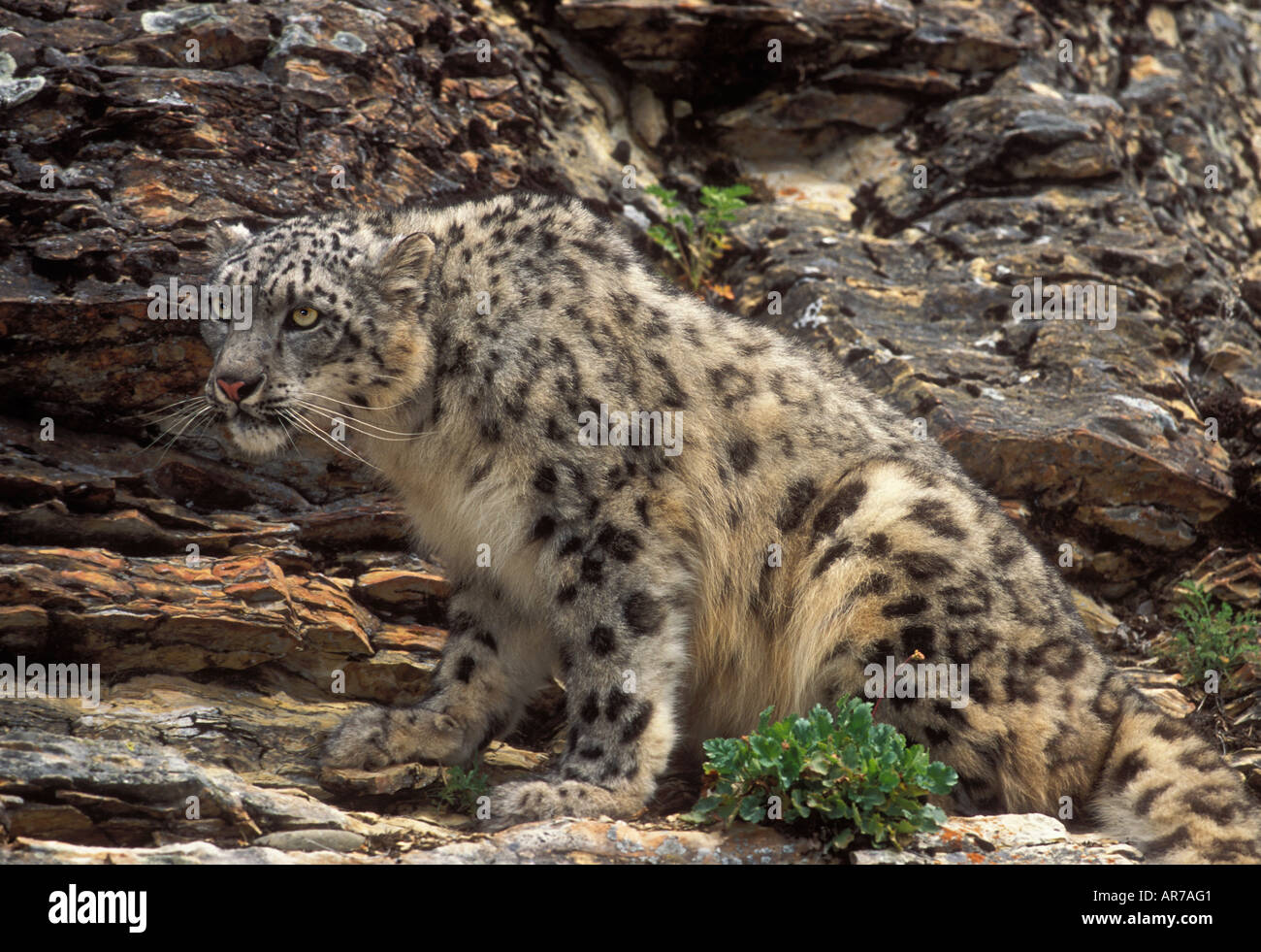 Panthera uncia Snow Leopard Banque D'Images