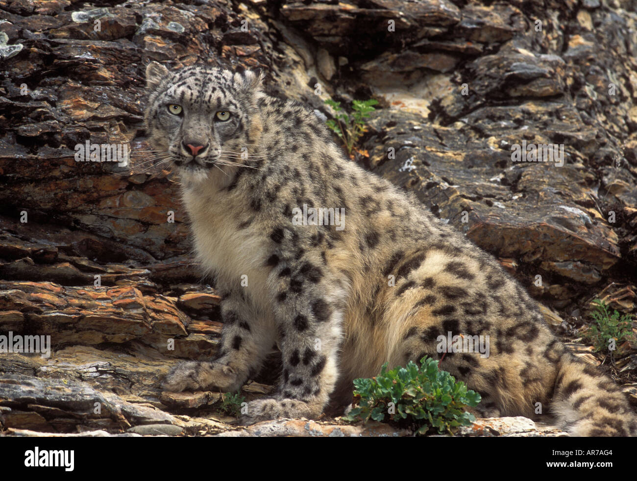 Panthera uncia Snow Leopard Banque D'Images