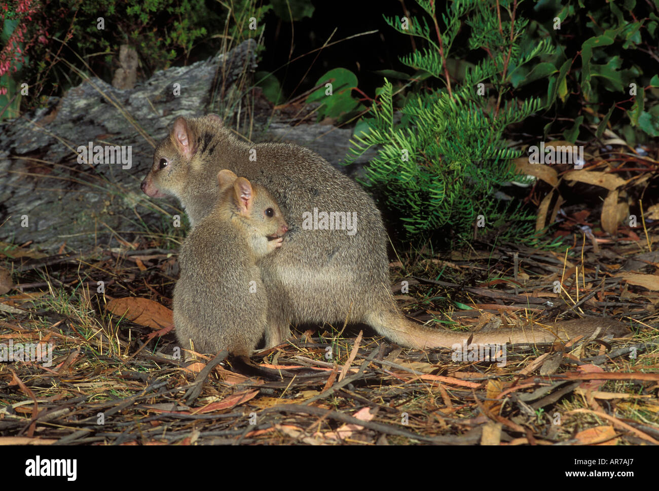 Bettongia gaimardi Bettong creusant de Tasmanie et joey femelle photographiée en Tasmanie, Australie Banque D'Images