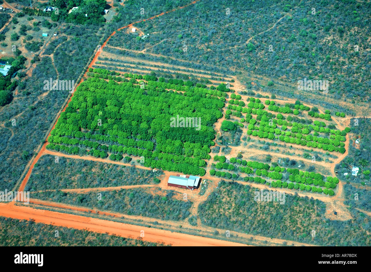 Vue aérienne de la plantation de noix de coco à la mangue au puits près de Broome région de Kimberley en Australie occidentale Banque D'Images