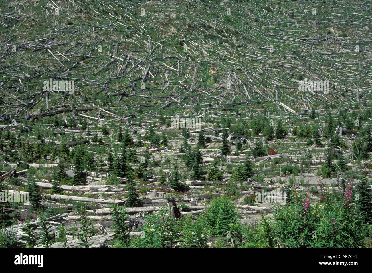 Les arbres abattus au Mont St Helens Washington National Moument des vestiges de l'éruption du volcan en 1980 s Banque D'Images