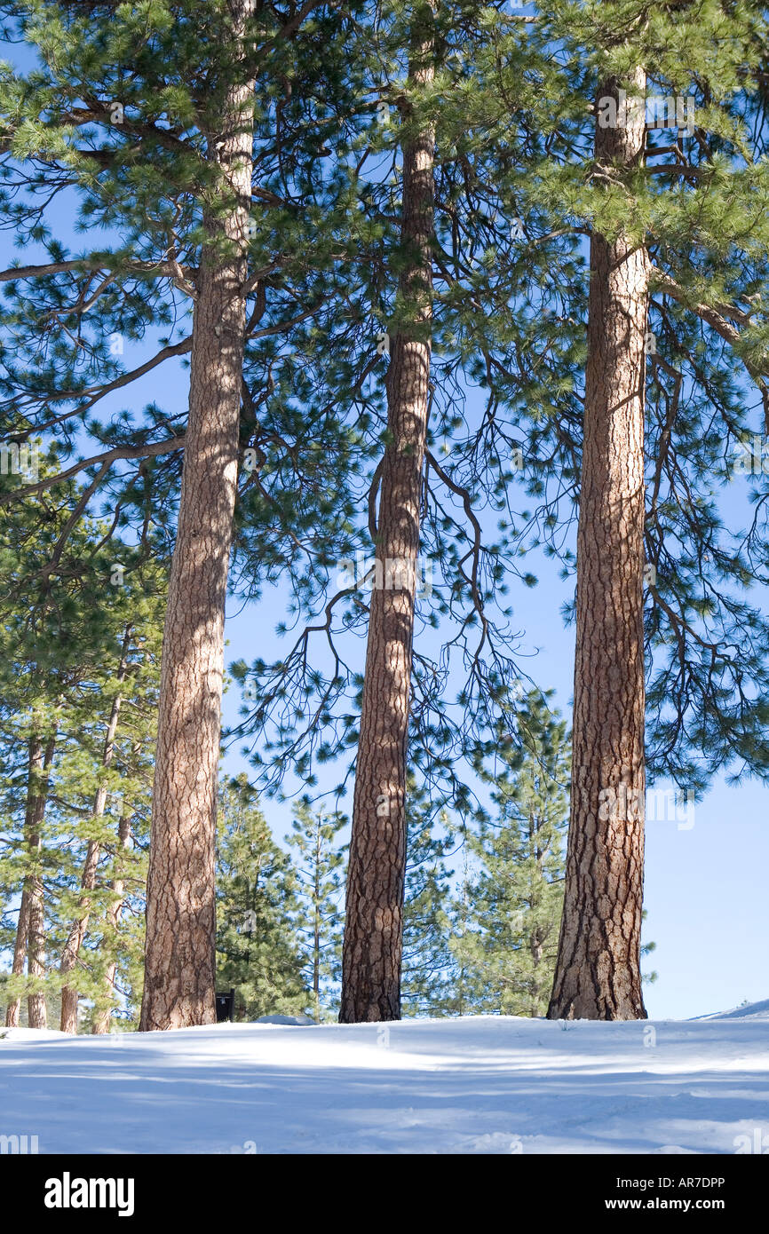 Rangée de trois arbres de pin ponderosa dans la forêt avec de la neige au sol et ciel bleu Banque D'Images