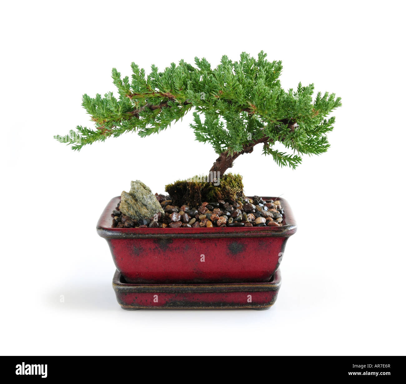 Bonsai arbre en pot en céramique sur fond blanc Banque D'Images
