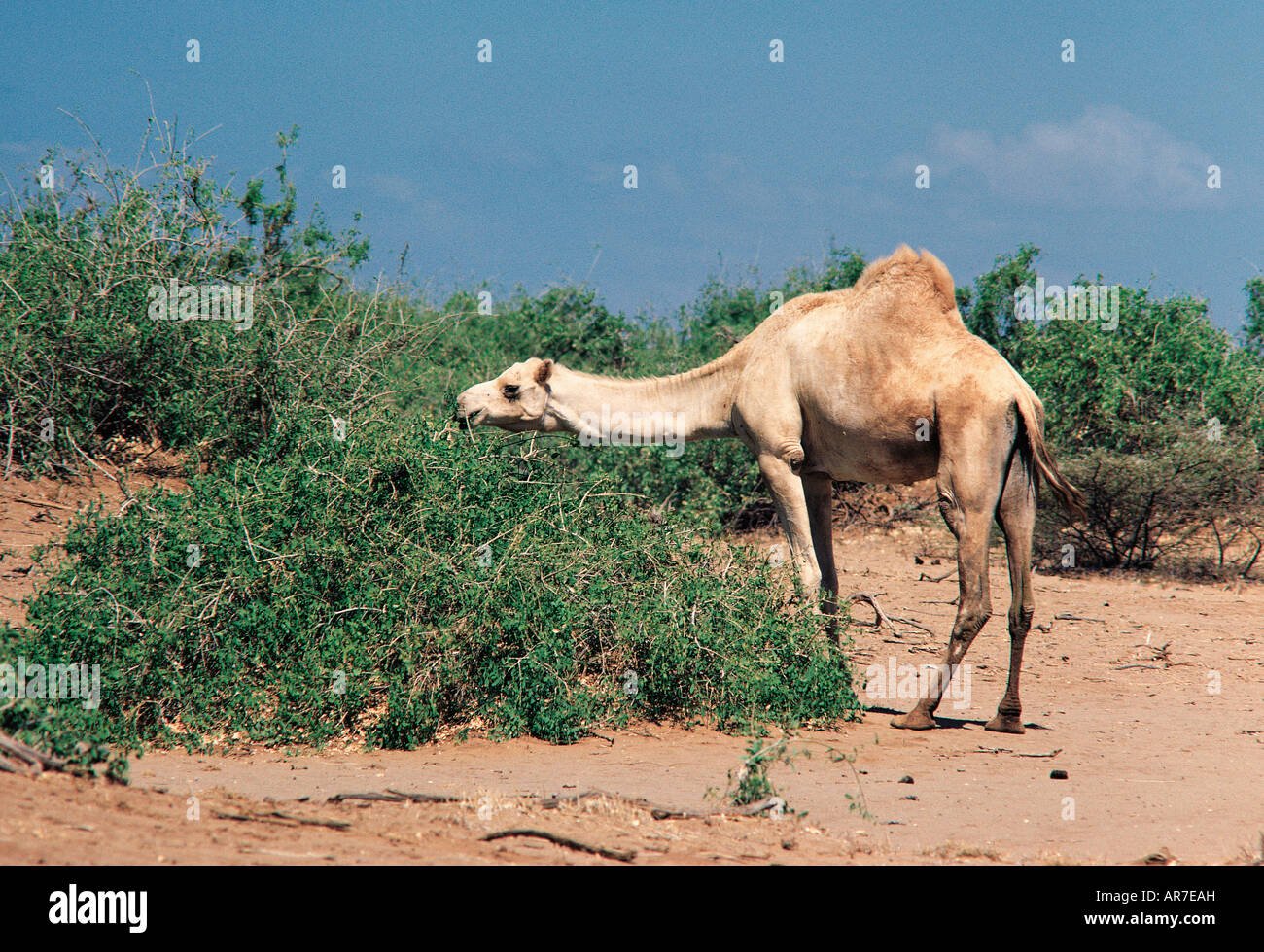 Navigation sur un chameau Salvadora persica epinette le nord du Kenya Banque D'Images
